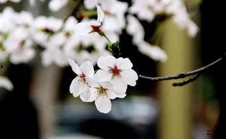 昨日雪与今日花,花开满园——昨日雪与今日花的浪漫邂逅”